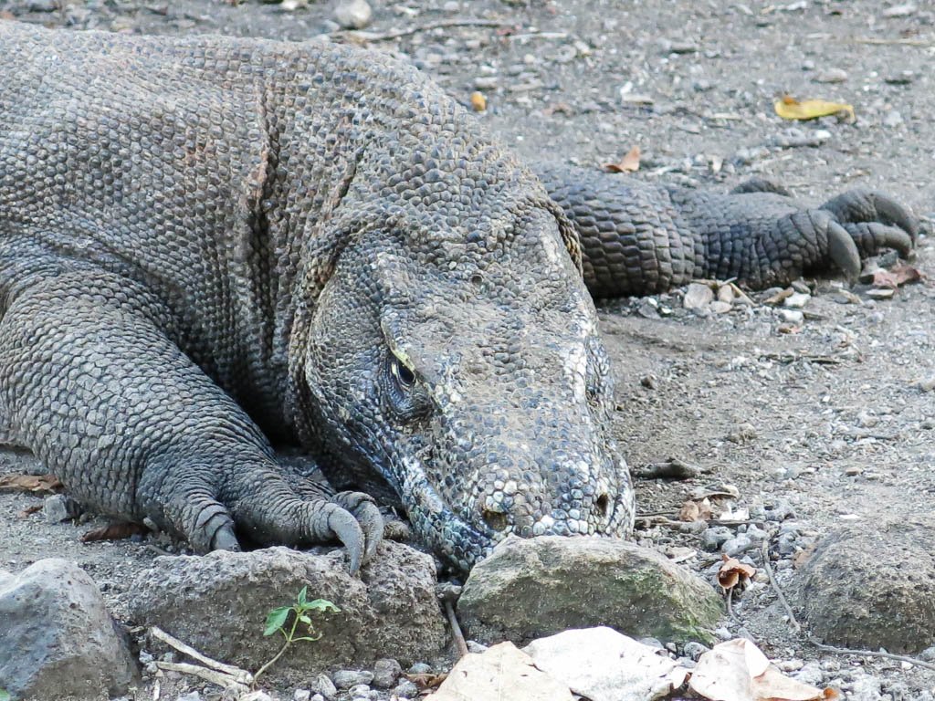 Komodo National Park dead animals in space