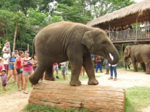 Asian Elephants Virtual Field Trip