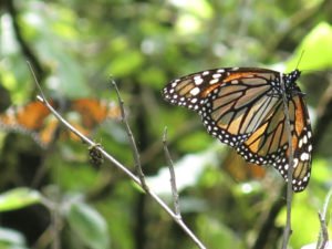 Magnificent Monarchs Virtual Field Trip