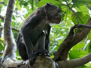 Sacred Monkey Forest Virtual Field Trip
