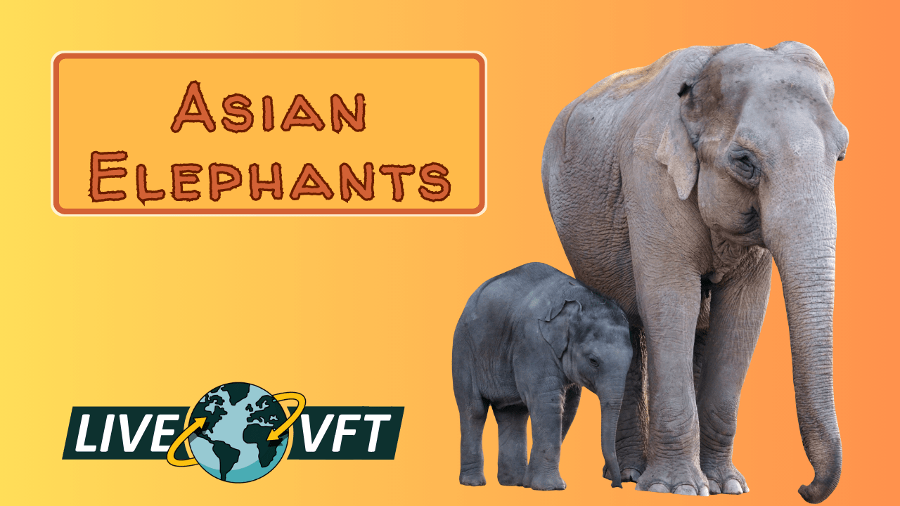 Asian Elephants virtual field trip